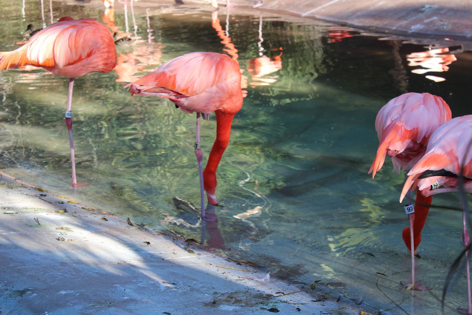 San Diego Zoo Part II 089